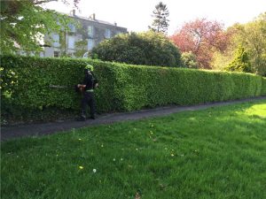 Elite Tree Services | Hedge Maintenance