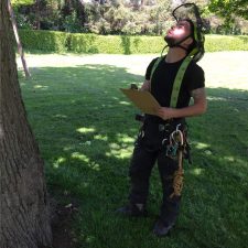 Elite Tree Services | Tree Survey & Assessment