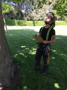 Elite Tree Services | Tree Survey & Assessment